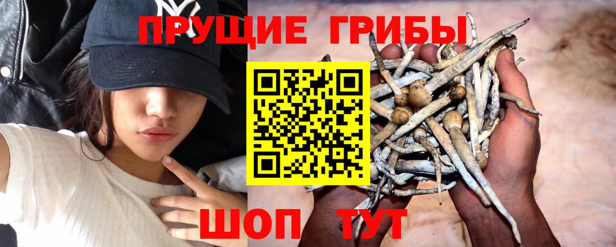 Гуково  Галлюциногенные грибы Psilocybe  Вход с VPN 